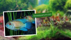 [Ebook] 500 freshwater aquarium fish - Cichlids - Blue Acara (Aequidens pulcher)