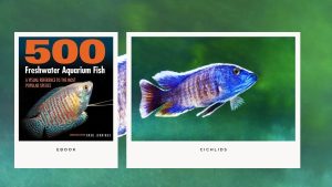 [Ebook] 500 freshwater aquarium fish - Cichlids