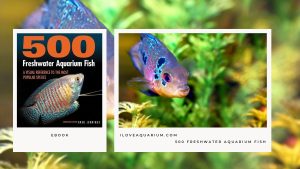 [Ebook] 500 freshwater aquarium fish - A Visual Reference to the Most Popular Species - Greg Jennings