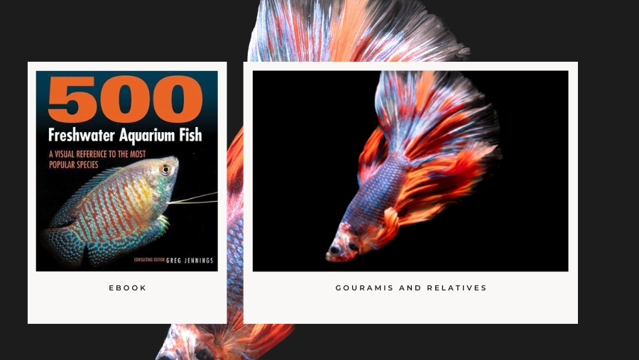 [Ebook] 500 freshwater aquarium fish – A Visual Reference to the Most Popular Species – Greg Jennings
