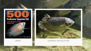 [Ebook] 500 freshwater aquarium fish - Gouramis and Relatives