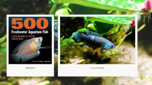 [Ebook] 500 freshwater aquarium fish - Killifish