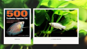 [Ebook] 500 freshwater aquarium fish - Livebearers