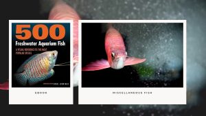 [Ebook] 500 freshwater aquarium fish - Miscellaneous Fish