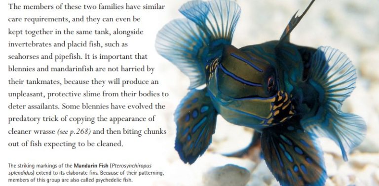 The striking markings of the Mandarin Fish (Pterosynchiropus splendidus) extend to its elaborate fins. Because of their patterning, members of this group are also called psychedelic fish.