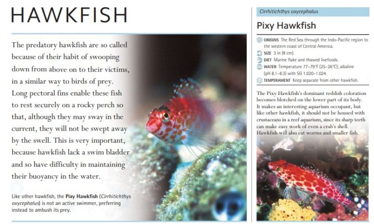 Like other hawkfish, the Pixy Hawkfish (Cirrhitichthys oxycephalus) is not an active swimmer, preferring instead to ambush its prey.