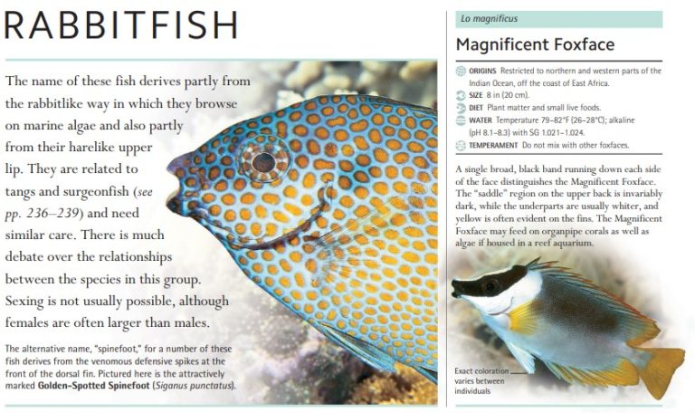 The alternative name, “spinefoot,” for a number of these fish derives from the venomous defensive spikes at the front of the dorsal fin. Pictured here is the attractively marked Golden-Spotted Spinefoot (Siganus punctatus).