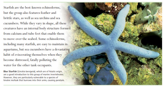 Blue Starfish (Linckia laevigata), which are of Asiatic origin, are a good introduction to this group of marine invertebrates. However, they are particularly vulnerable to a species of bivalve mollusk that burrows into their arms, causing paralysis.