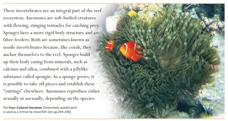The Four-Colored Anemone (Entacmaea quadricolor) is used as a retreat by clownfish.