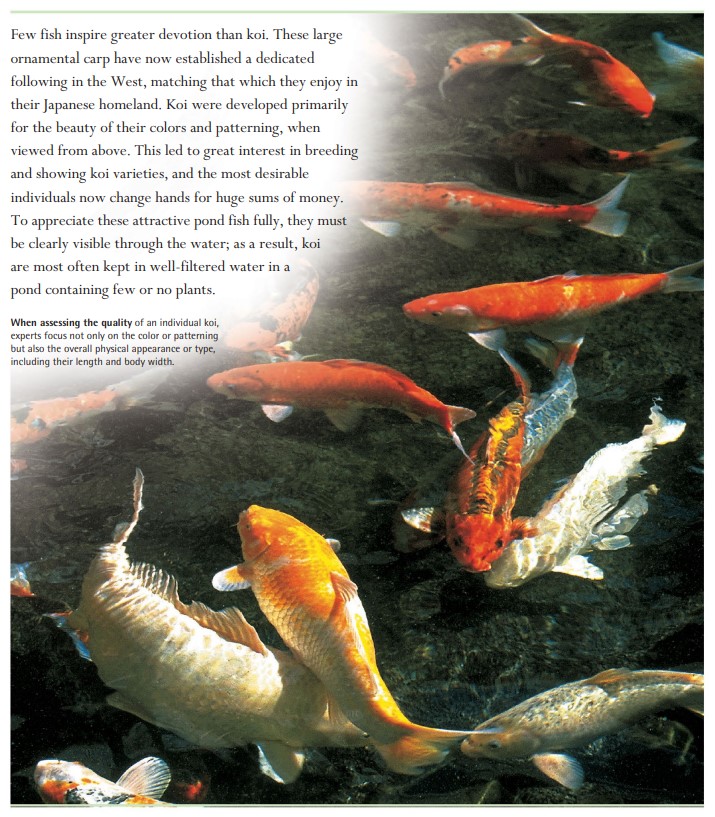When assessing the quality of an individual koi, experts focus not only on the color or patterning but also the overall physical appearance or type, including their length and body width.