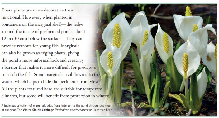 A judicious selection of marginals adds floral interest to the pond throughout much of the year. The White Skunk Cabbage (Lysichiton camtschatcensis) is shown here.