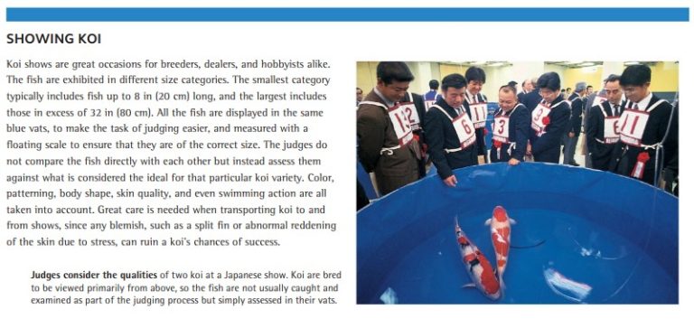 Judges consider the qualities of two koi at a Japanese show. Koi are bred to be viewed primarily from above, so the fish are not usually caught and examined as part of the judging process but simply assessed in their vats.