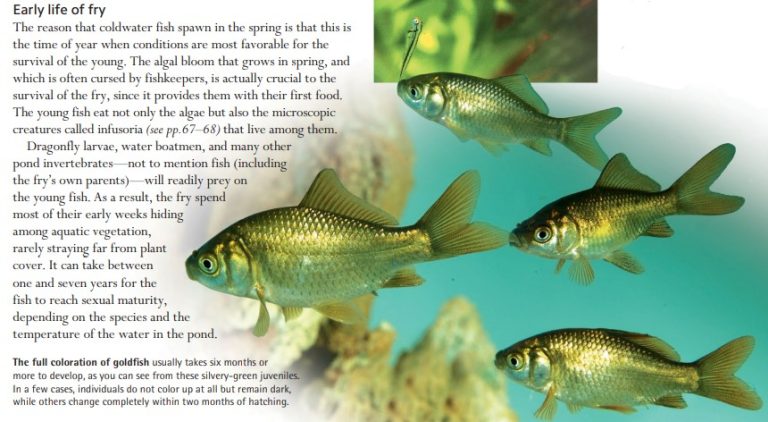 The full coloration of goldfish usually takes six months or more to develop, as you can see from these silvery-green juveniles. In a few cases, individuals do not color up at all but remain dark, while others change completely within two months of hatching.