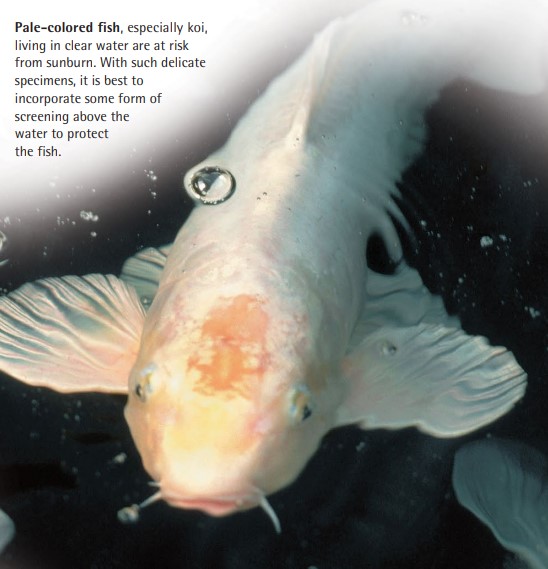 Pale-colored fish, especially koi, living in clear water are at risk from sunburn. With such delicate specimens, it is best to incorporate some form of screening above the water to protect the fish.