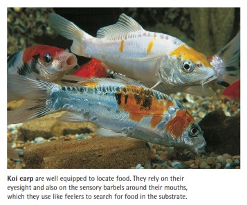 Koi carp are well equipped to locate food. They rely on their eyesight and also on the sensory barbels around their mouths, which they use like feelers to search for food in the substrate.