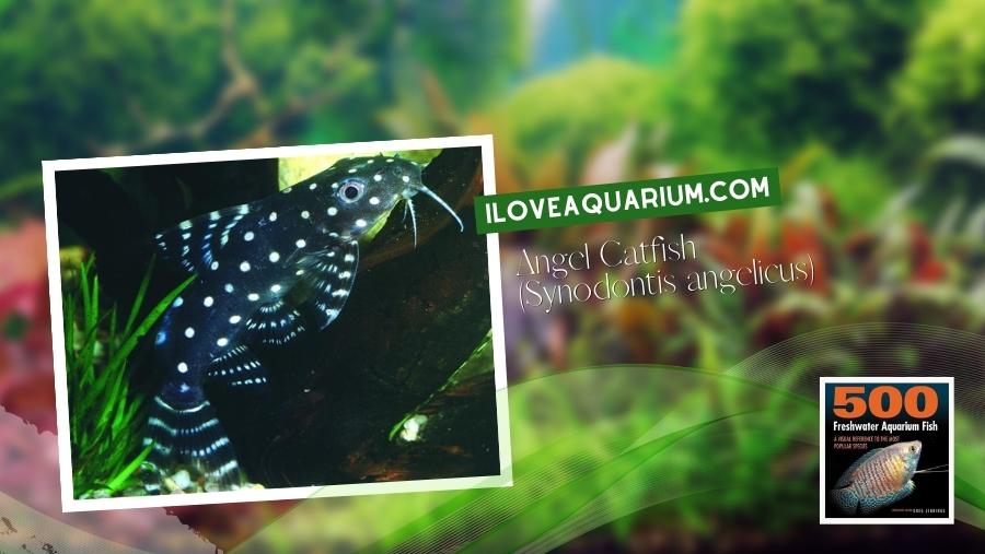 Ebook freshwater aquarium fish CATFISH Angel Catfish Synodontis angelicus