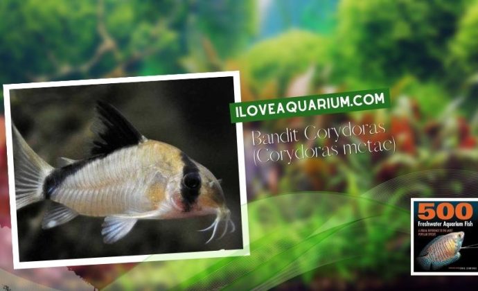 Ebook freshwater aquarium fish CATFISH Bandit Corydoras Corydoras metae