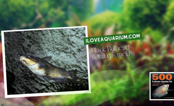 Ebook freshwater aquarium fish CATFISH Black Bullhead Ictalurus melas