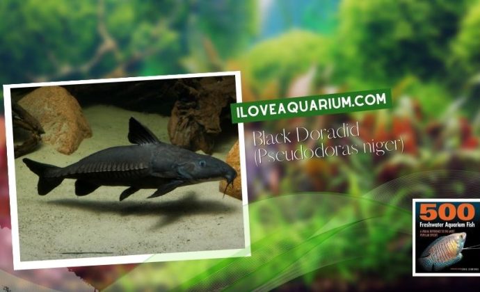 Ebook freshwater aquarium fish CATFISH Black Doradid Pseudodoras niger