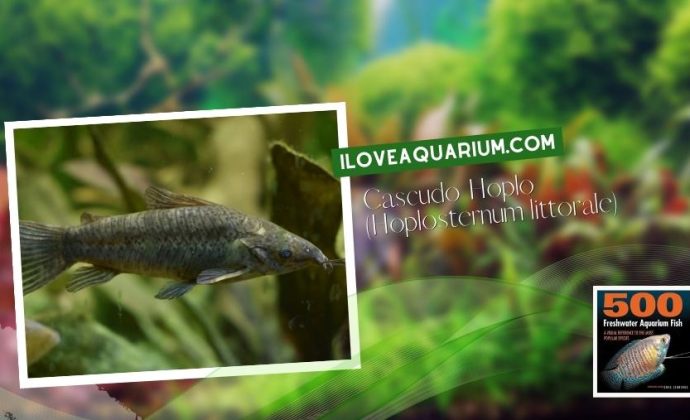 Ebook freshwater aquarium fish CATFISH Cascudo Hoplo Hoplosternum littorale