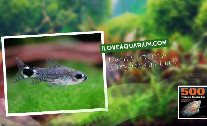 Ebook freshwater aquarium fish CATFISH Dwarf Corydoras Corydoras hastatus