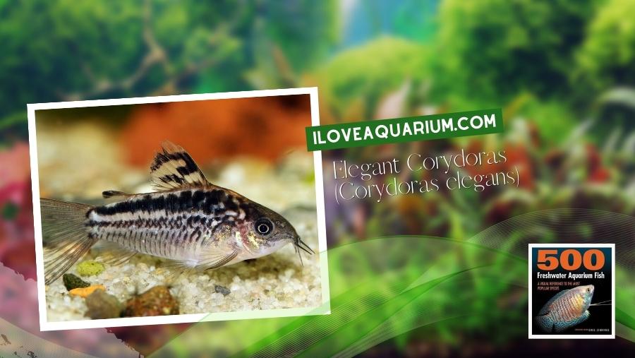 Ebook freshwater aquarium fish CATFISH Elegant Corydoras Corydoras elegans