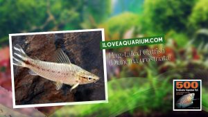 Ebook freshwater aquarium fish CATFISH Flag tailed Catfish Dianema urostriata