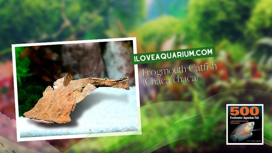 Ebook freshwater aquarium fish CATFISH Frogmouth Catfish Chaca chaca