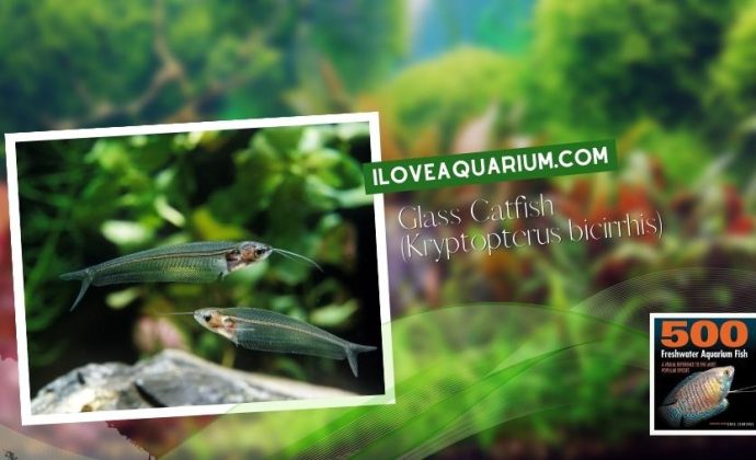 Ebook freshwater aquarium fish CATFISH Glass Catfish Kryptopterus bicirrhis