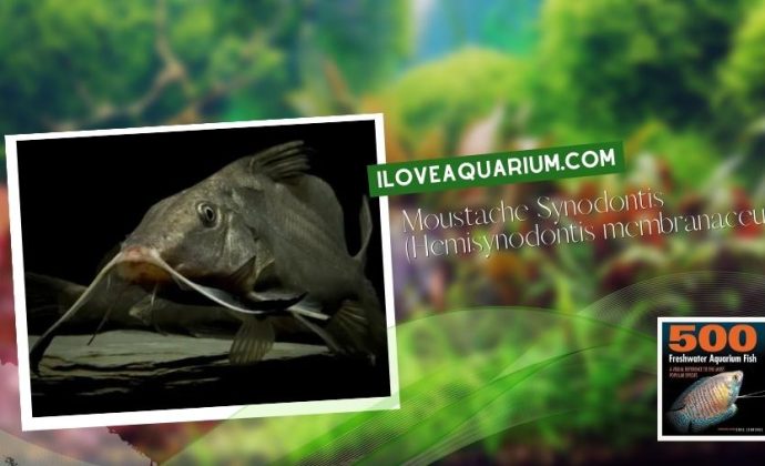 Ebook freshwater aquarium fish CATFISH Moustache Synodontis Hemisynod