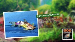 Ebook freshwater aquarium fish CATFISH Paynes Synodontis Mochokiella paynei