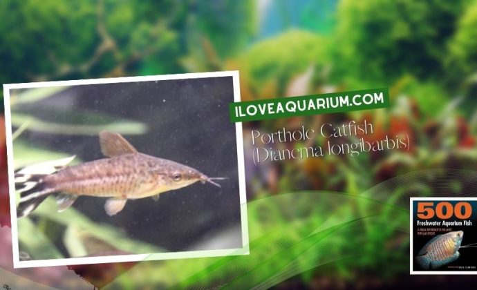 Ebook freshwater aquarium fish CATFISH Porthole Catfish Dianema longibarbis