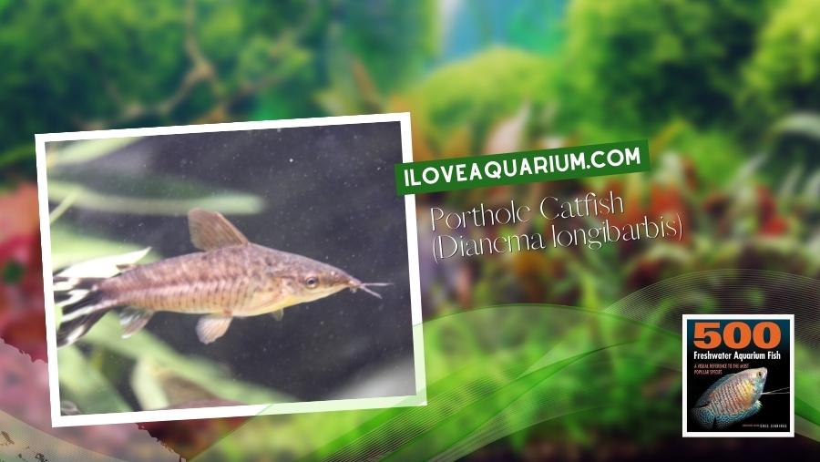 Ebook freshwater aquarium fish CATFISH Porthole Catfish Dianema longibarbis