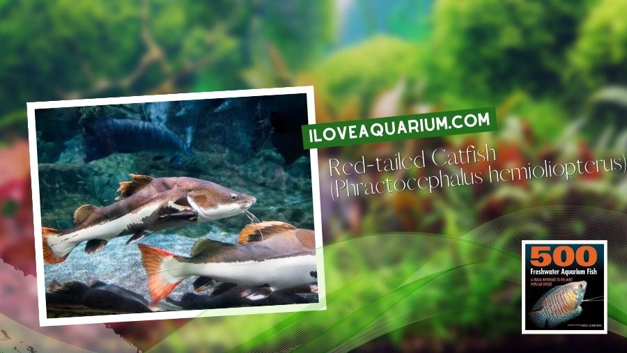 Ebook freshwater aquarium fish CATFISH Red tailed Catfish Phractocephalus hemioliopterus