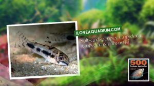 Ebook freshwater aquarium fish CATFISH Salt and pepper Corydora Corydoras habrosus