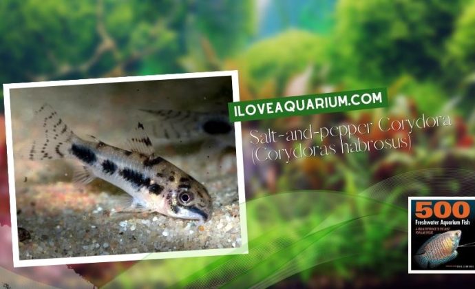 Ebook freshwater aquarium fish CATFISH Salt and pepper Corydora Corydoras habrosus