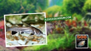 Ebook freshwater aquarium fish CATFISH Silver Shark Arius jordani