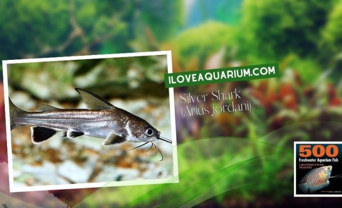 Ebook freshwater aquarium fish CATFISH Silver Shark Arius jordani
