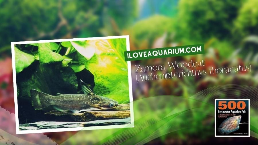 Ebook freshwater aquarium fish CATFISH Zamora Woodcat Auchenipterichthys thoracatus