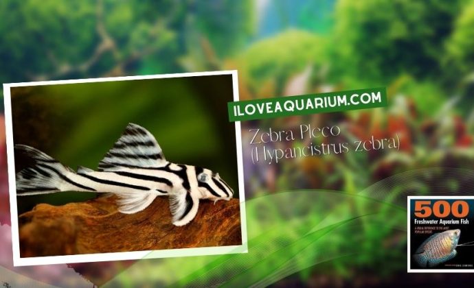 Ebook freshwater aquarium fish CATFISH Zebra Pleco Hypancistrus zebra