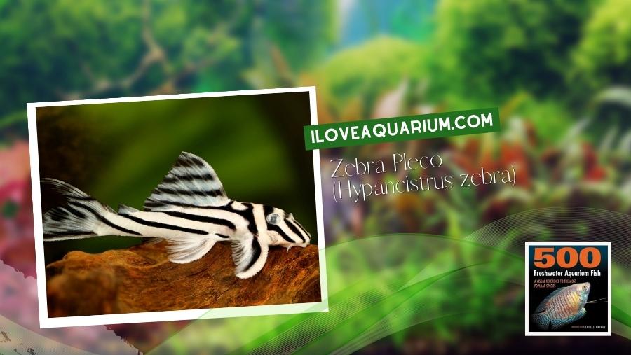 Ebook freshwater aquarium fish CATFISH Zebra Pleco Hypancistrus zebra
