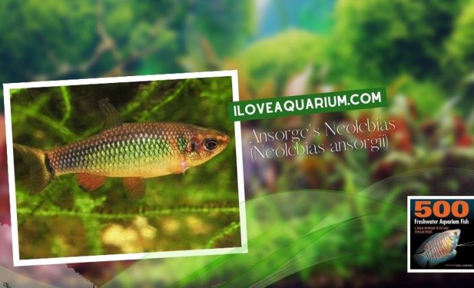 Ebook freshwater aquarium fish CHARACOIDS Ansorges Neolebias Neolebias ansorgii