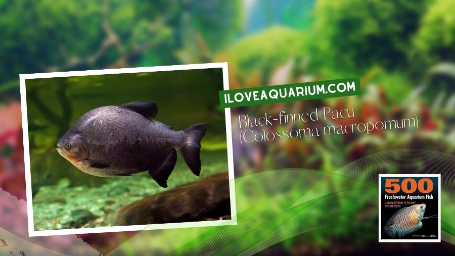 Ebook freshwater aquarium fish CHARACOIDS Black finned Pacu Colossoma macropomum