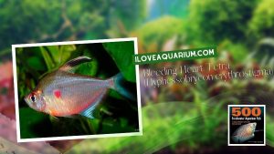 Ebook freshwater aquarium fish CHARACOIDS Bleeding Heart Tetra Hyphessobrycon erythrostigma