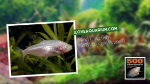 Ebook freshwater aquarium fish CHARACOIDS Blind Cavefish Astyanax mexicanus