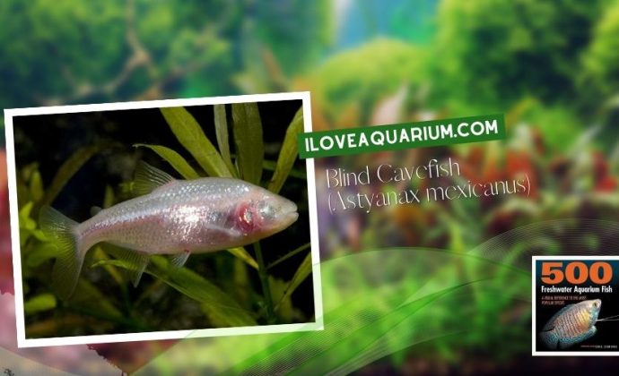 Ebook freshwater aquarium fish CHARACOIDS Blind Cavefish Astyanax mexicanus