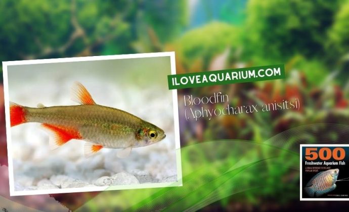 Ebook freshwater aquarium fish CHARACOIDS Bloodfin Aphyocharax anisitsi