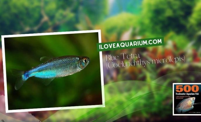 Ebook freshwater aquarium fish CHARACOIDS Blue Tetra Coelurichthys microlepis