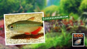 Ebook freshwater aquarium fish CHARACOIDS Buenos Aires Tetra Hemigrammus caudovittatus