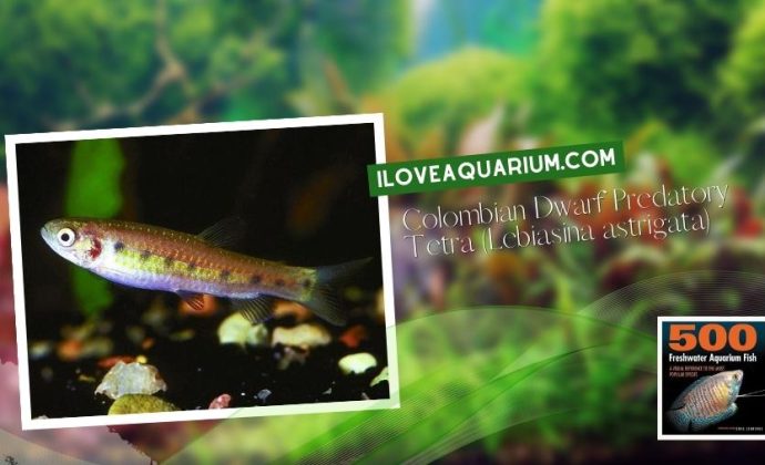 Ebook freshwater aquarium fish CHARACOIDS Colombian Dwarf Predatory Tetra Lebiasina astrigata